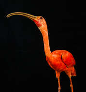 Image of Scarlet Ibis