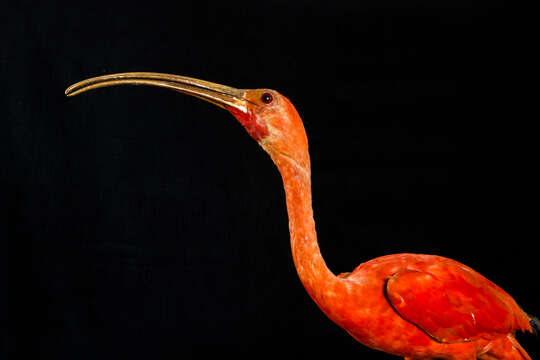 Image of Scarlet Ibis