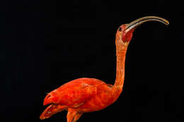 Image of Scarlet Ibis