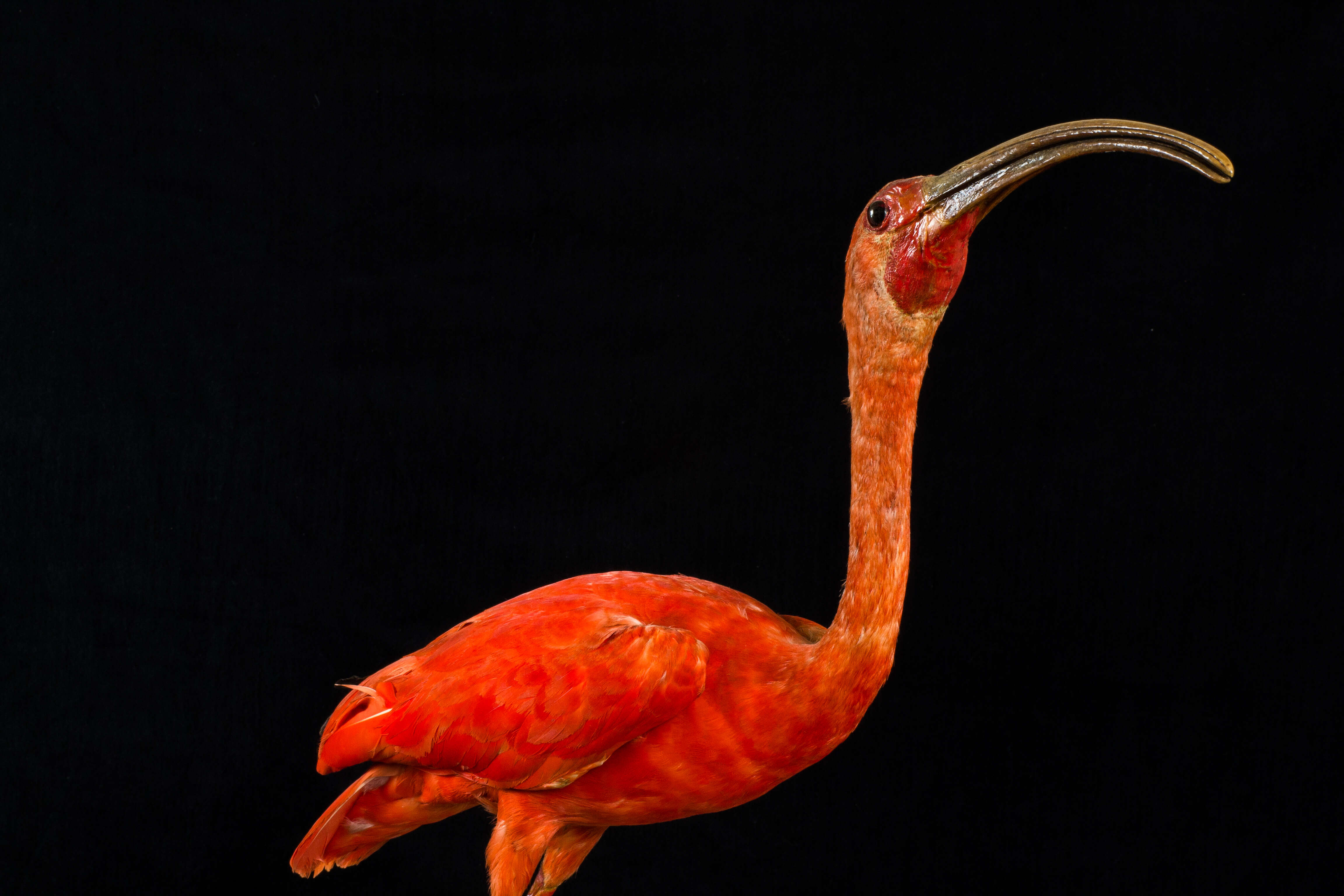 Image of Scarlet Ibis