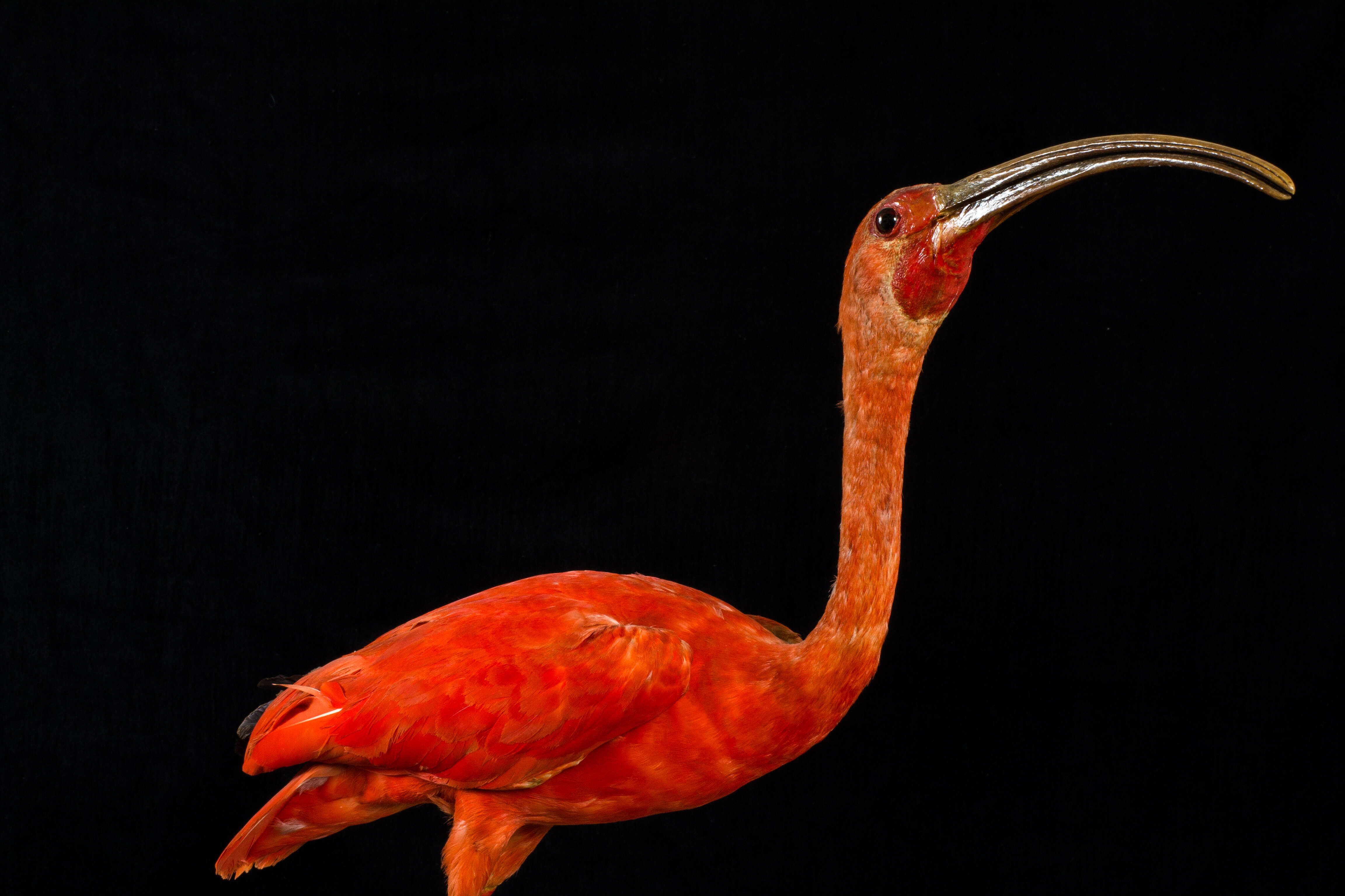 Image of Scarlet Ibis