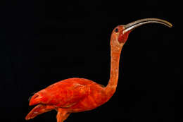 Image of Scarlet Ibis