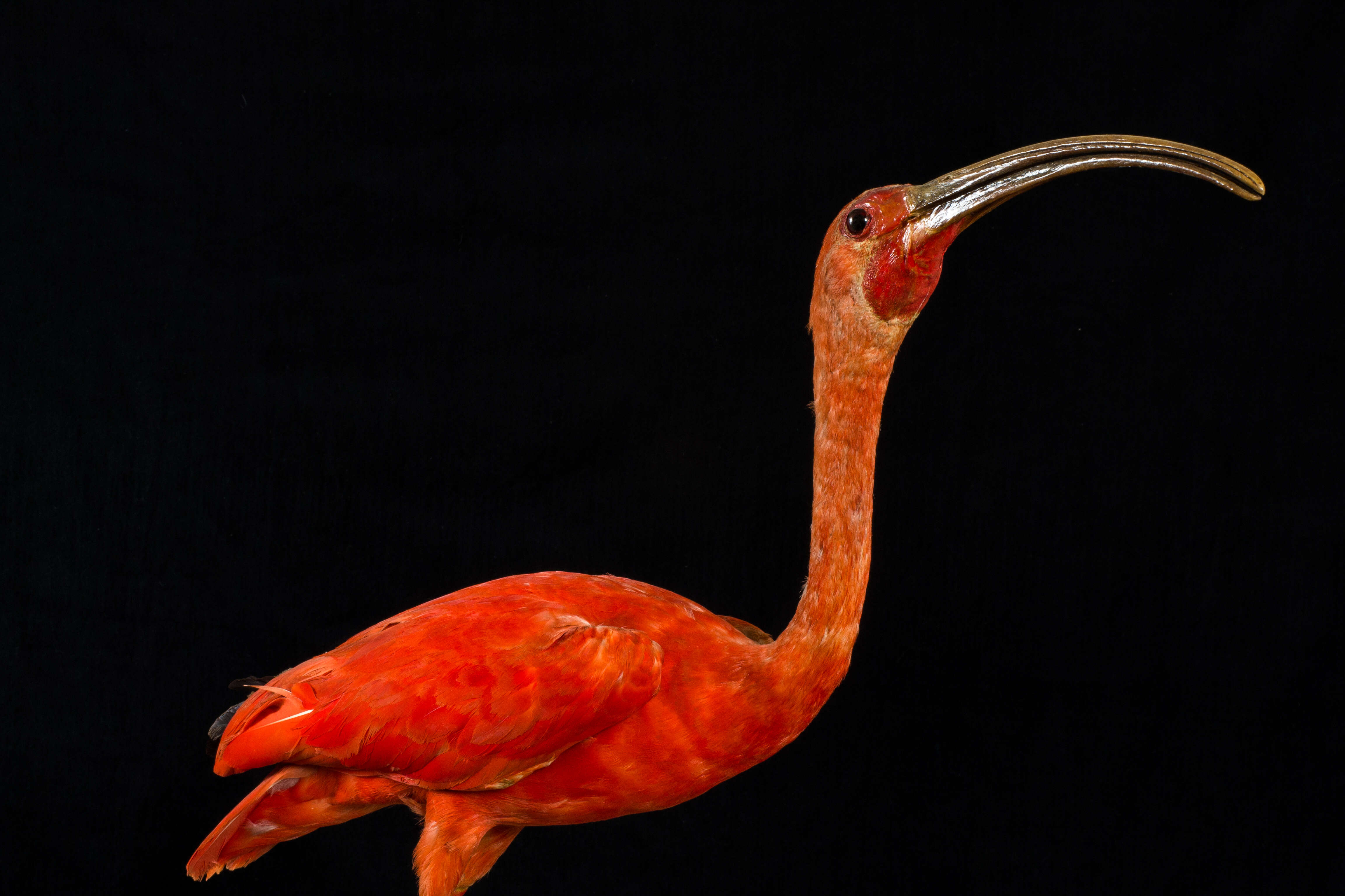 Image of Scarlet Ibis