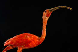 Image of Scarlet Ibis