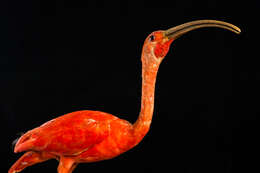 Image of Scarlet Ibis