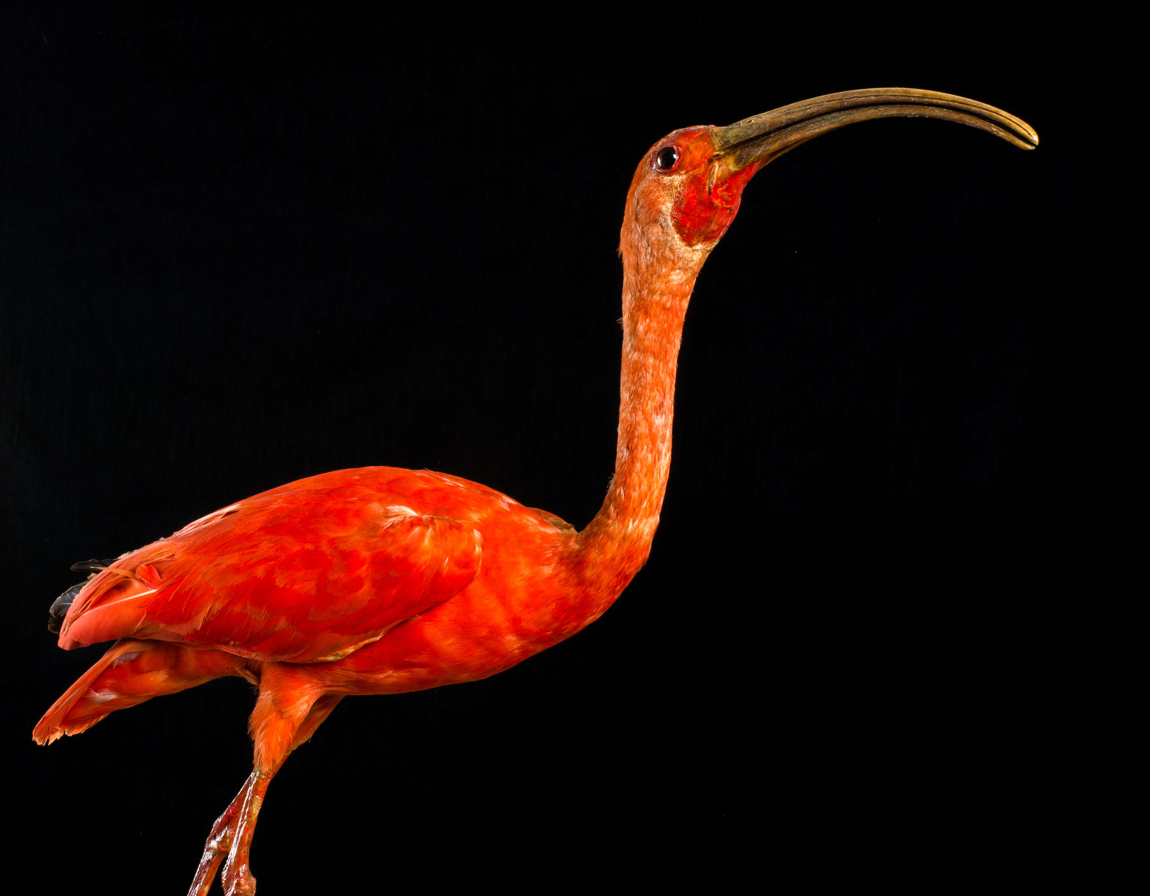 Image of Scarlet Ibis