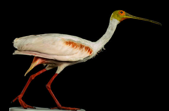 Image of Roseate Spoonbill