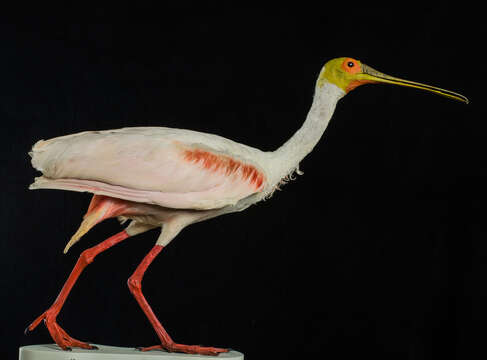 Image of Roseate Spoonbill