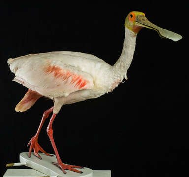 Image of Roseate Spoonbill