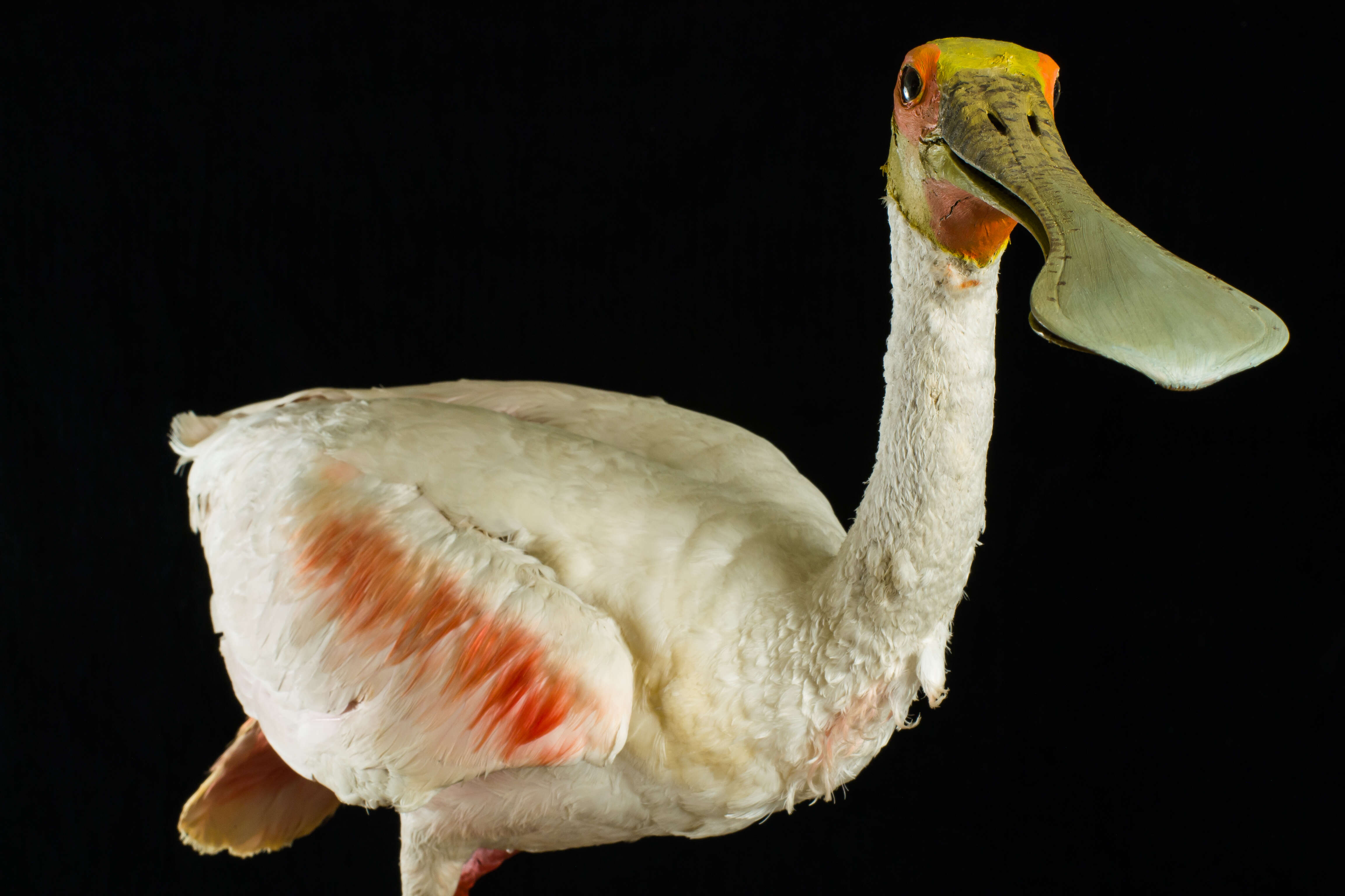 Image of Roseate Spoonbill