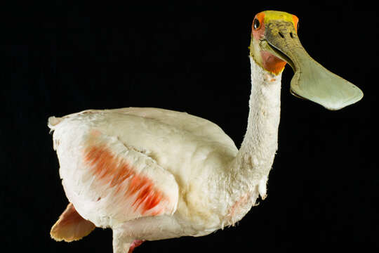 Image of Roseate Spoonbill