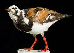 Image of Ruddy Turnstone