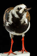 Image of Ruddy Turnstone