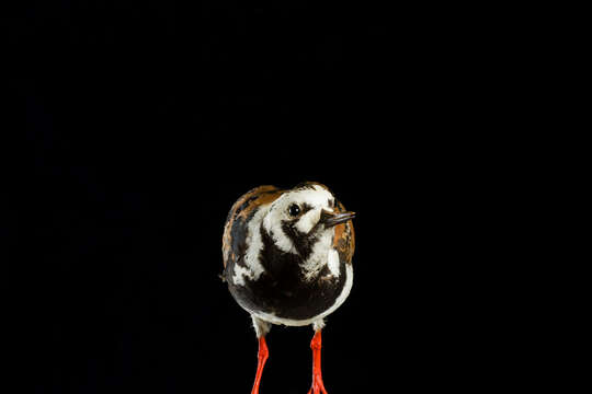 Image of Ruddy Turnstone