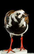 Image of Ruddy Turnstone