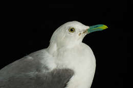 Image of Common Gull