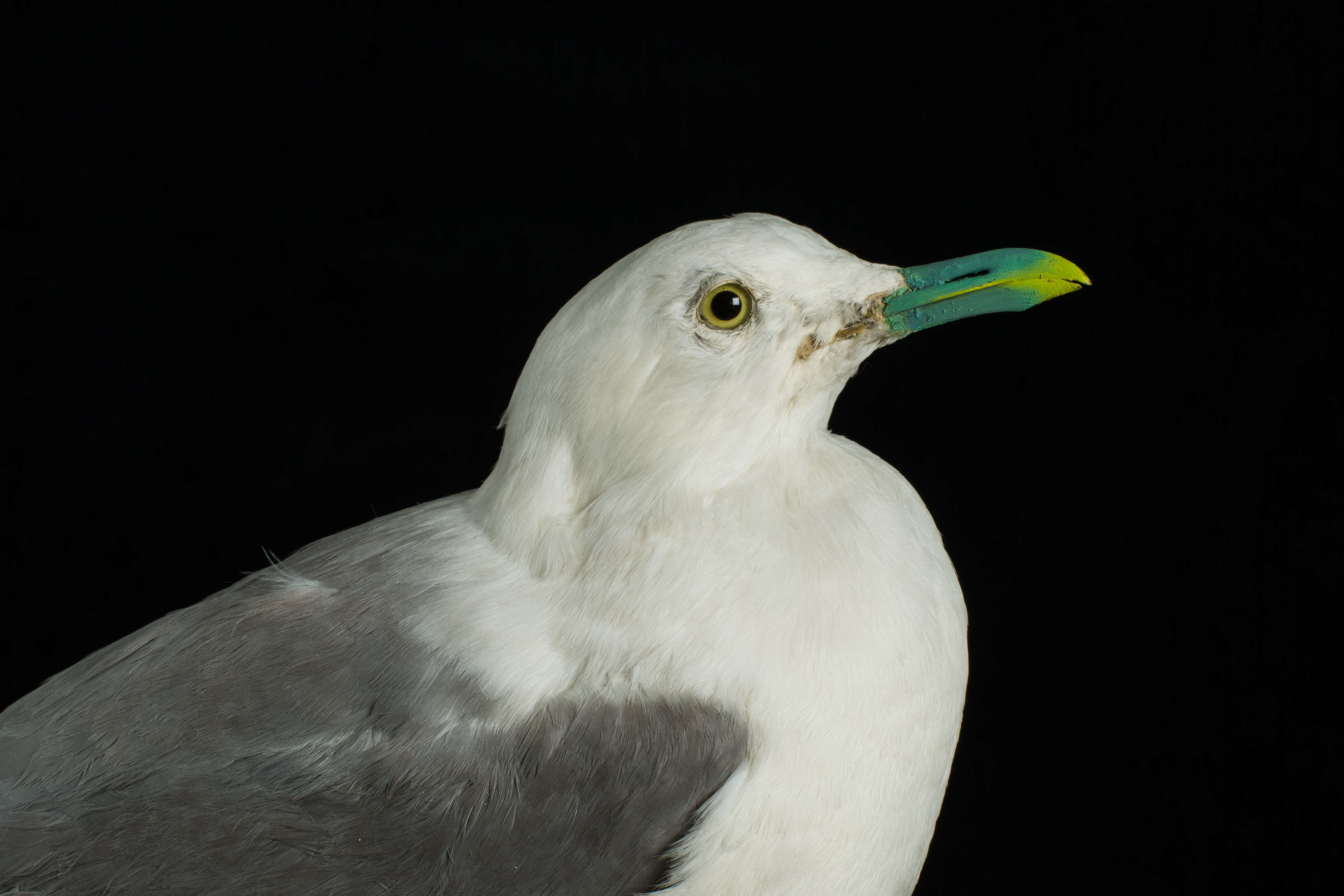 Imagem de Larus canus Linnaeus 1758