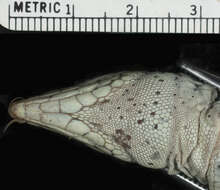 Image of Ameiva ameiva tobagana (Cope 1879)