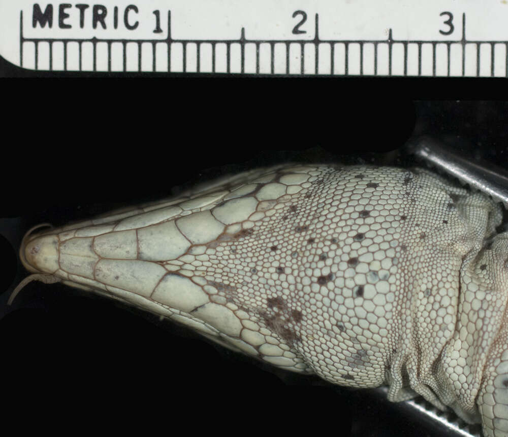 Image of Ameiva ameiva tobagana (Cope 1879)