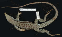 Image of Ameiva ameiva tobagana (Cope 1879)