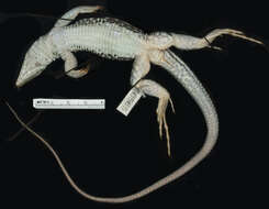 Image of Ameiva ameiva tobagana (Cope 1879)