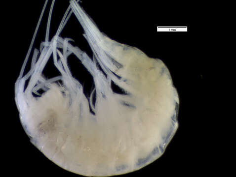 Image of amphipods