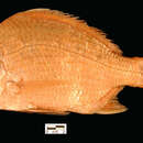 Image of Brazilian Mojarra