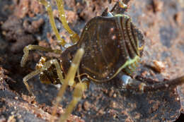 Image of Fonckia gallardoi (Canals 1934)