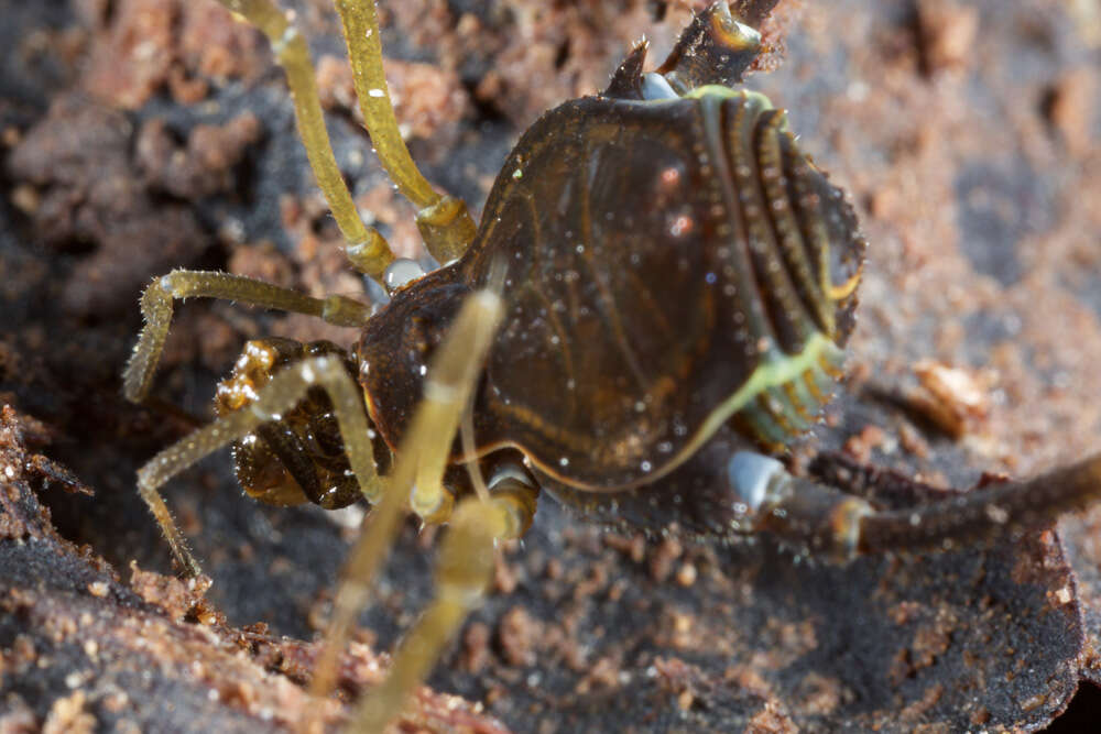 Image of Fonckia gallardoi (Canals 1934)