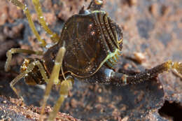 Image of Fonckia gallardoi (Canals 1934)