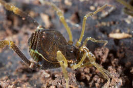 Image of Fonckia gallardoi (Canals 1934)