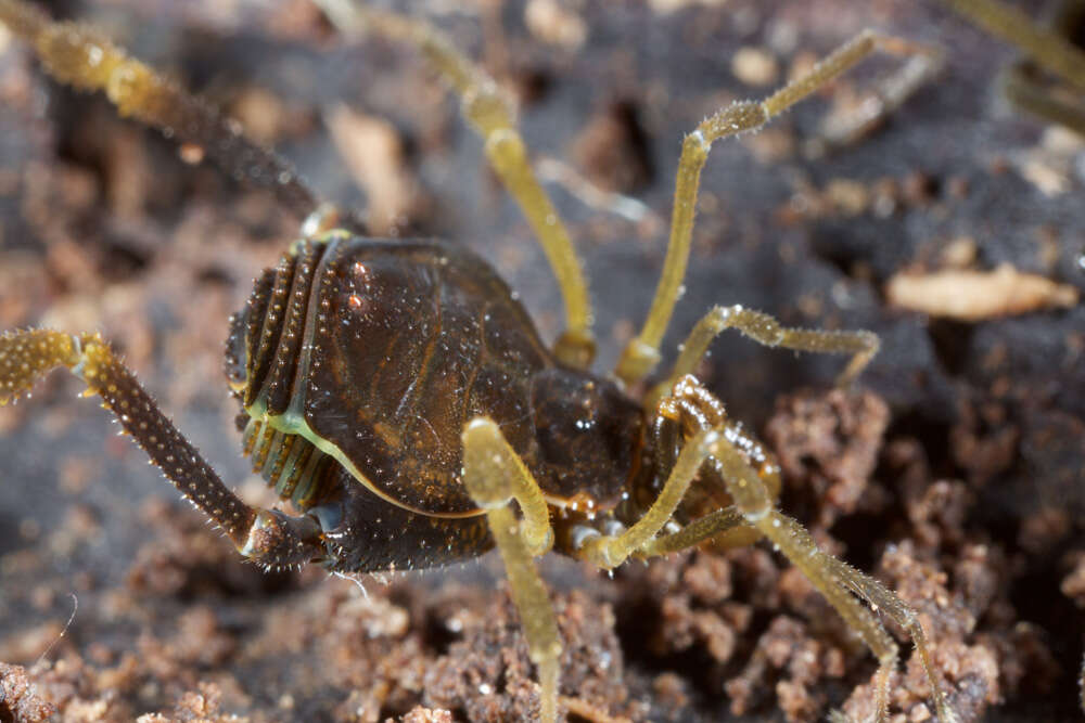 Image of Fonckia gallardoi (Canals 1934)