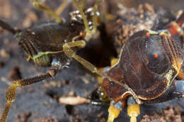 Image of Fonckia gallardoi (Canals 1934)