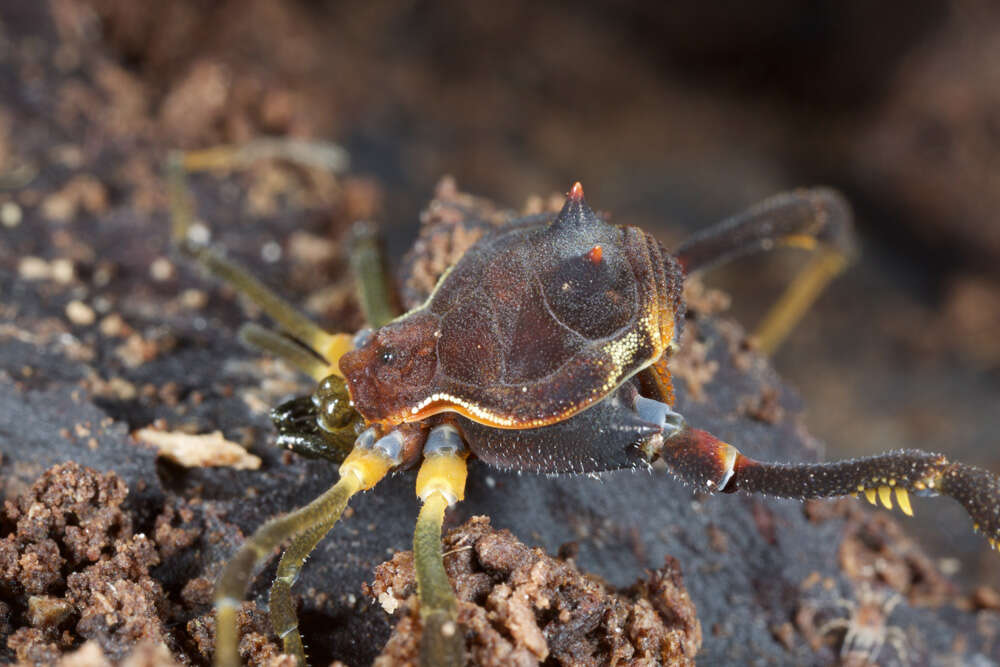 Image of Fonckia gallardoi (Canals 1934)