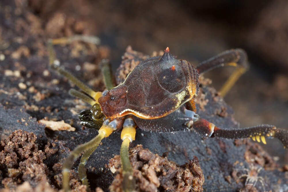 Image of Fonckia gallardoi (Canals 1934)