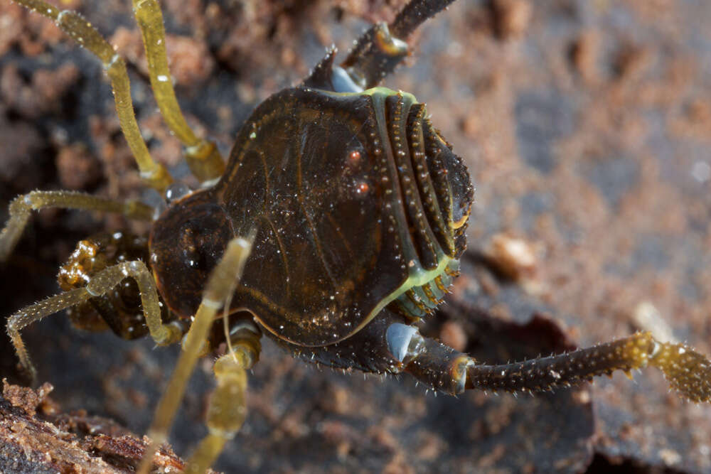 Image of Fonckia gallardoi (Canals 1934)