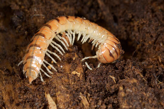 Image of Flat-backed Millipedes