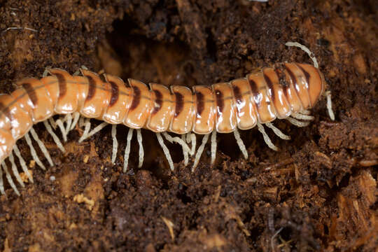 Image of Flat-backed Millipedes