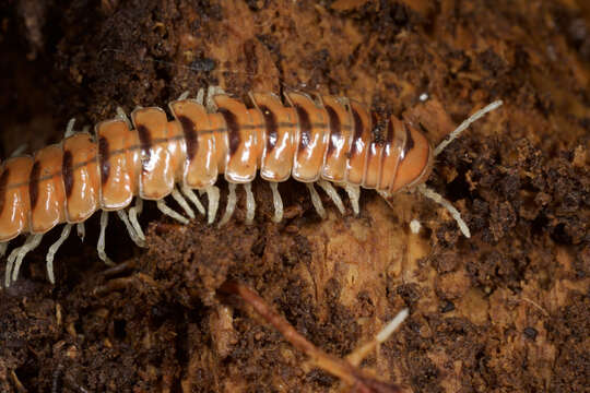 Image of Flat-backed Millipedes