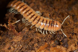 Image of Flat-backed Millipedes