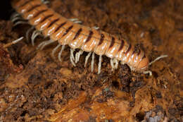 Image of Flat-backed Millipedes