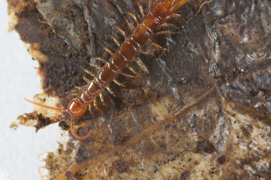 Image of Lithobius subgen. Monotarsobius Verhoeff 1905