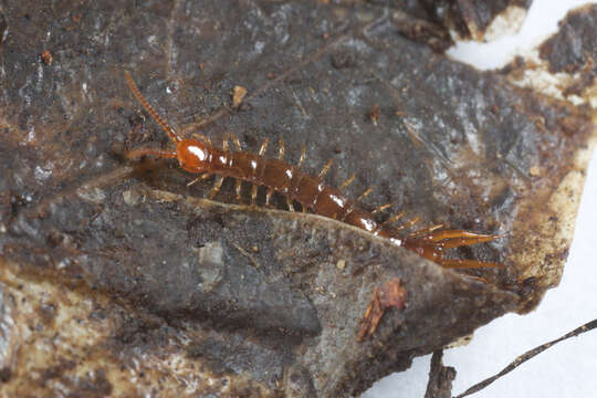 Image of Lithobius subgen. Monotarsobius Verhoeff 1905