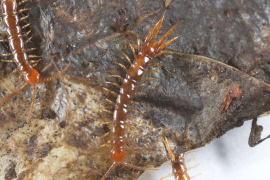 Image of Lithobius subgen. Monotarsobius Verhoeff 1905