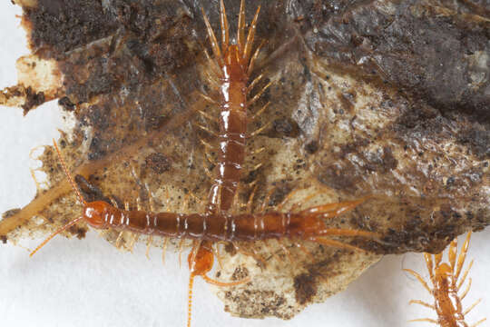 Image of Lithobius subgen. Monotarsobius Verhoeff 1905