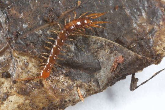 Image of Lithobius subgen. Monotarsobius Verhoeff 1905