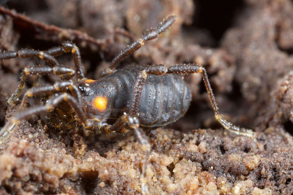 Image of Valdivionyx crassipes Maury 1988