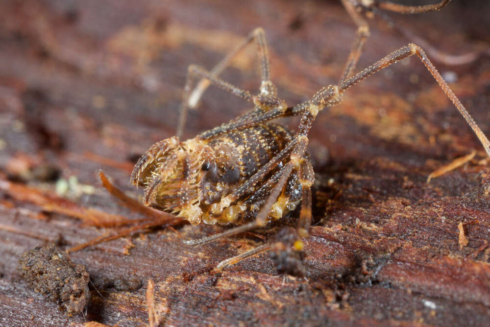Image de Grassatores