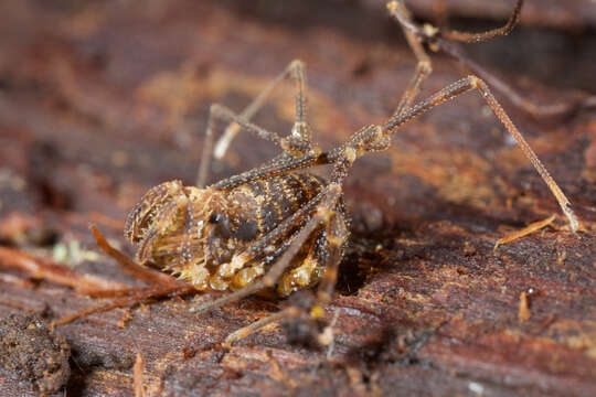 Image of <i>Idzubius akiyamae</i>