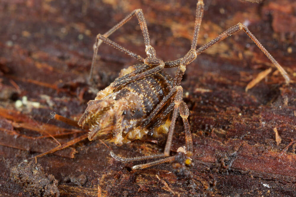Image de Grassatores